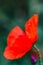 Pretty red poppy flower