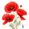 Pretty Red Poppy Flowers Vector Psd Free Download