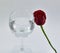 Pretty Red roses, symbol of love and wine glass