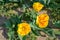 Pretty red and yellow variegated tulips from above