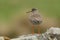 A pretty Redshank, Tringa totanus, perching on a rock in the Moors of Durham, UK.