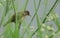A pretty Reed Warbler, Acrocephalus scirpaceus, perching on a plant in the reeds at the edge of a lake.