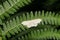 A pretty Riband Wave Moth Idaea aversata perching on a fern leaf.
