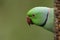 A pretty ring-necked, or rose-ringed Parakeet feeding from a peanut feeder. It is the UK`s most abundant naturalised parrot.