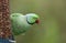 A pretty ring-necked, or rose-ringed Parakeet feeding from a peanut feeder. It is the UK`s most abundant naturalised parrot.