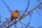 Pretty robin on branch.