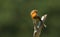 A pretty Robin, Erithacus rubecula, perched on a tree stump.