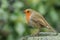 A pretty Robin, Erithacus rubecula, perching on a post in winter.