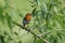 A pretty Robin, redbreast, Erithacus rubecula, perching on a branch of a Willow tree. It has a beak full of insects to feed its ba