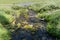 Pretty rocky creek with mossy rocks Upper Brooks Lake in Wyoming