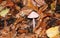 A pretty Rosy Bonnet fungus Mycena-rosea growing through the leaf litter on the forest floor in the UK.