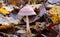 A pretty Rosy Bonnet fungus Mycena-rosea growing through the leaf litter on the forest floor in the UK.