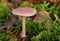 A pretty Rosy Bonnet fungus, Mycena-rosea, growing through the leaf litter and moss on the forest floor in the UK.