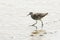 A pretty Ruff Philomachus pugnax searching in a muddy estuary for food.