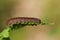 A pretty Satellite moth Caterpillar Eupsilia transversa perching on a leaf.