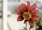 Pretty Scarlet Dahlia with in Closeup