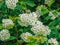 Pretty scene with spiraea nipponica flowers in spring