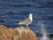 Pretty Seagull resting watching the horizon