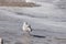 Pretty seagull standing in the water of the ocean looking for food to be washed up. This majestic white shorebird looks proud.