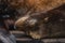 pretty sealion female sleeps near others on wooden dock