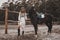 Pretty and sensual young woman wearing the dress is holding the reins and posing with the horse on the ranch