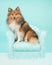 Pretty shetland sheepdog or sheltie sitting on a turquoise chair on a blue turquoise background