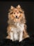 Pretty shetland sheepdog sitting facing the camera on a black ba