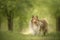Pretty shetland sheepdog standing in a green beautiful spring forest
