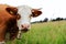 Pretty Simmental cattle with horns and bell on the pasture