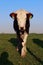 A pretty Simmental cow with horns on a meadow in Bavaria