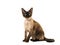 Pretty sitting seal point devon rex cat with blue eyes looking up seen from the side