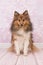 Pretty sitting shetland sheepdog in a pink living room