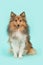 Pretty sitting shetland sheepdog or sheltie on a blue turquoise background