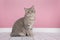 Pretty sitting silver tabby british shorthair cat looking at the camera sitting in a pink background