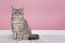 Pretty sitting silver tabby british shorthair cat looking at the camera sitting in a pink living room setting