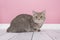 Pretty sitting silver tabby british shorthair cat sitting in a pink living room setting