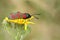 A pretty Six-spot Burnet Moth, Zygaena filipendulae, perched on a flower in a meadow.