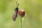 A pretty Six-spot Burnet Moth, Zygaena filipendulae, perched on a flower in a meadow.