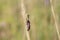 A pretty Six-spot Burnet Moth, Zygaena filipendulae, perched on a plant in a meadow