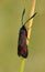 A pretty Six-Spot Burnet Moth Zygaena filipendulae perching on a grass stem.