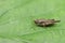 A pretty Slender Groundhopper Tetrix subulata perching on a leaf.