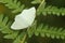 A pretty Small Emerald Moth Hemistola chrysoprasaria perched on a fern leaf.