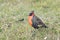 pretty, small long-tailed soldier blackbird (Sturnella loyca falcklandii) photographed on the Falkland Islands