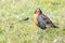 pretty, small long-tailed soldier blackbird (Sturnella loyca falcklandii) photographed on the Falkland Islands