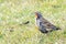 pretty, small long-tailed soldier blackbird (Sturnella loyca falcklandii) photographed on the Falkland Islands