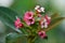 Pretty small pink cluster of flowers and leaves with shallow depth of field