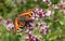 A pretty Small Tortoiseshell Butterfly Aglais urticae nectaring on a Marjoram flower.