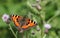 A pretty Small Tortoiseshell Butterfly Aglais urticae nectaring on a thistle flower.