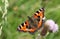 A pretty Small Tortoiseshell Butterfly, Aglais urticae, nectaring on a thistle flower in a meadow.