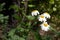 Pretty small white flowers camomile of Pyrethrum cinerariifolium. Organic insect repellent.